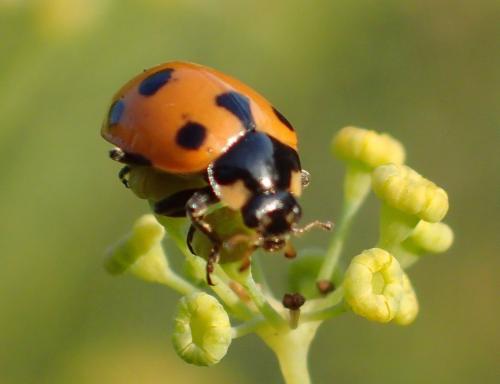 Réf. 193 838 : Ceratomegilla undecimnotata